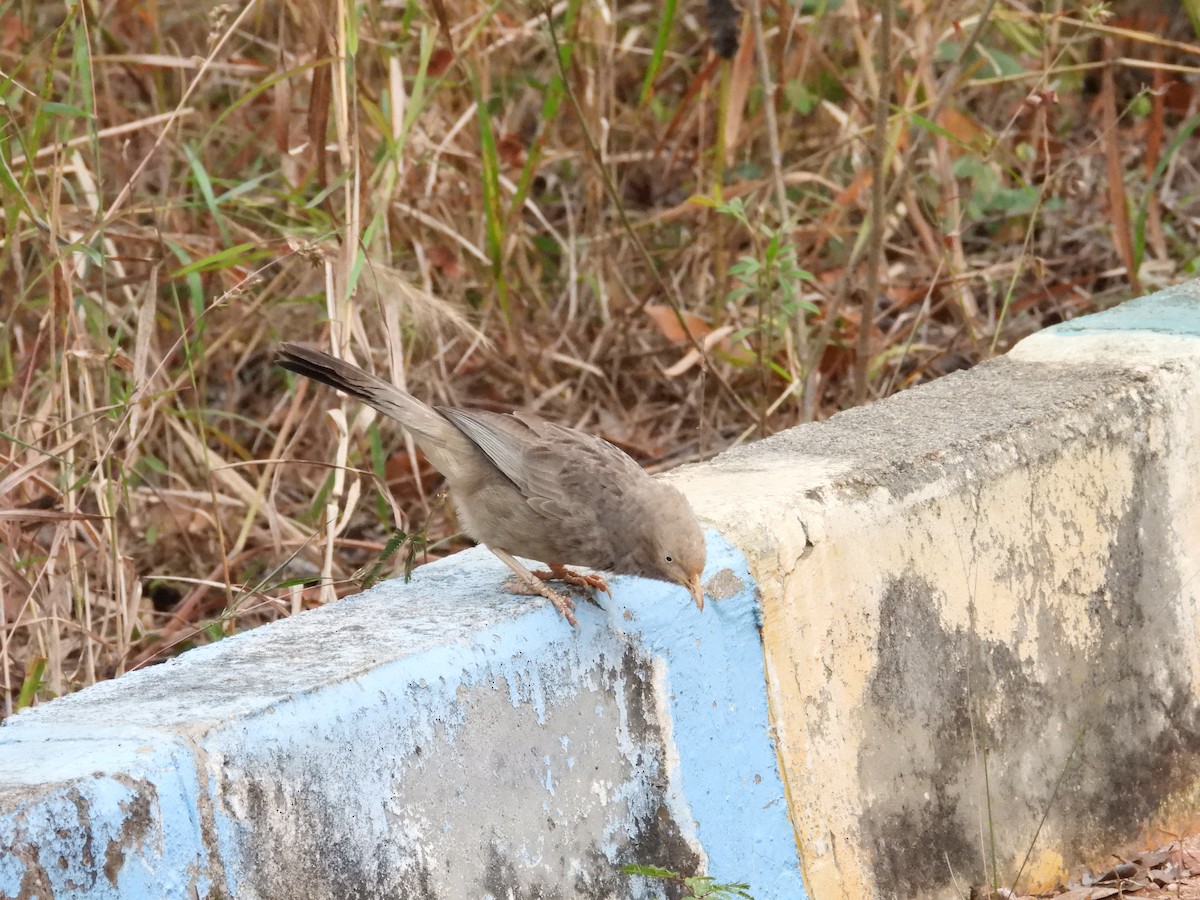 Yellow-billed Babbler - ML646388281