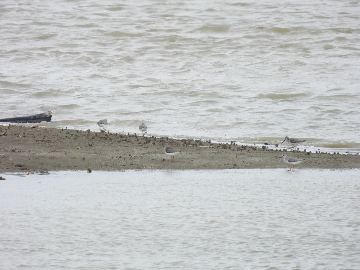 Terek Sandpiper - ML646388283