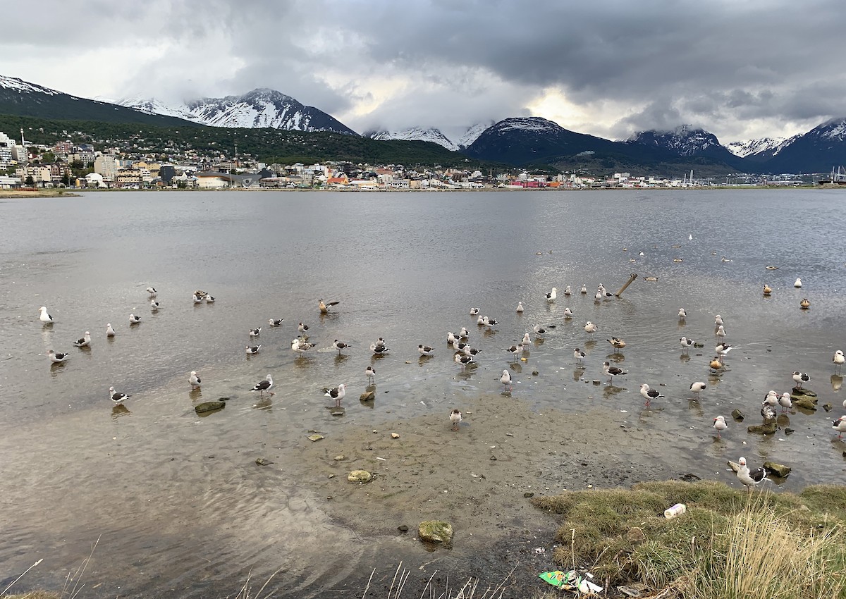 Dolphin Gull - ML646388284