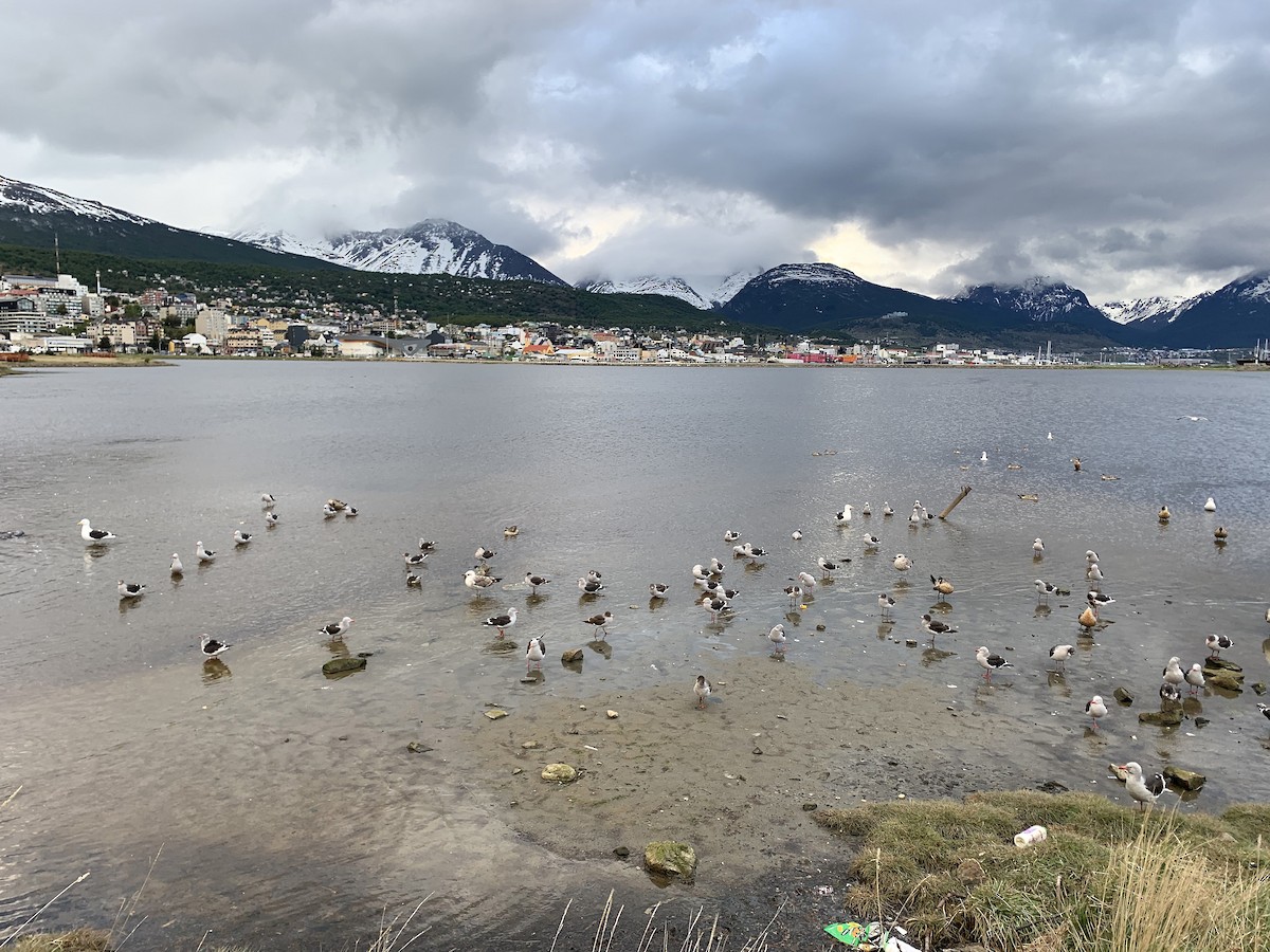 Dolphin Gull - ML646388285