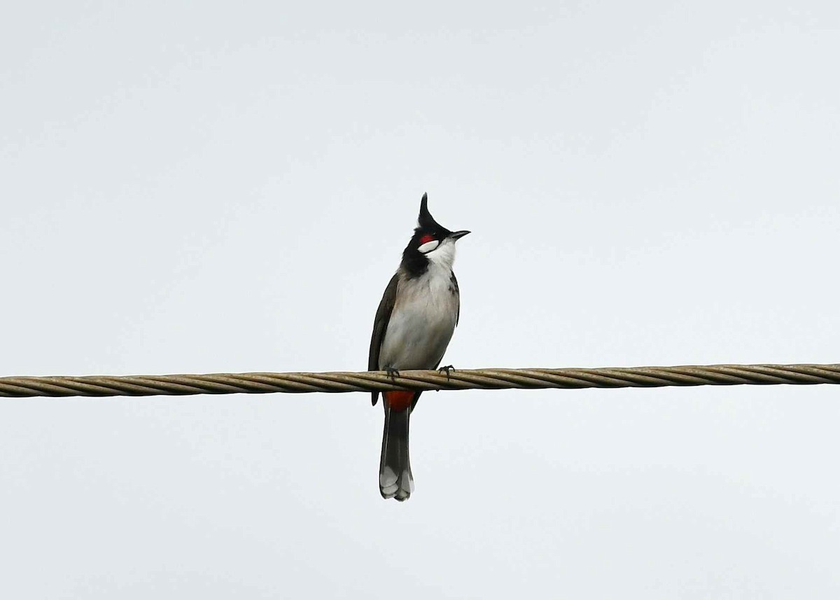 Red-whiskered Bulbul - ML646388288