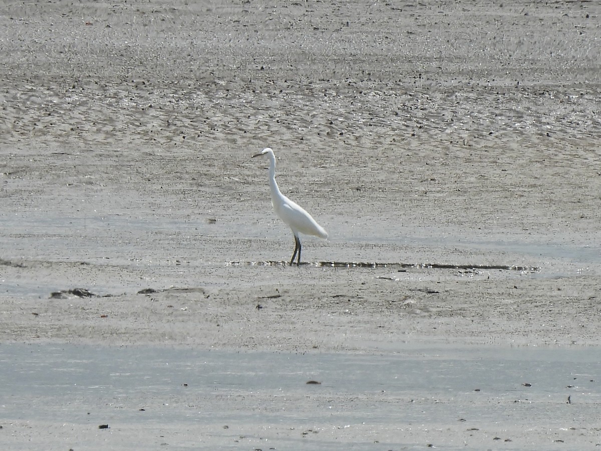 volavka žlutozobá - ML646388292