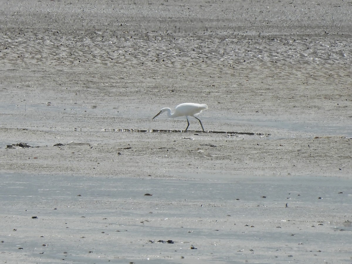 volavka žlutozobá - ML646388293