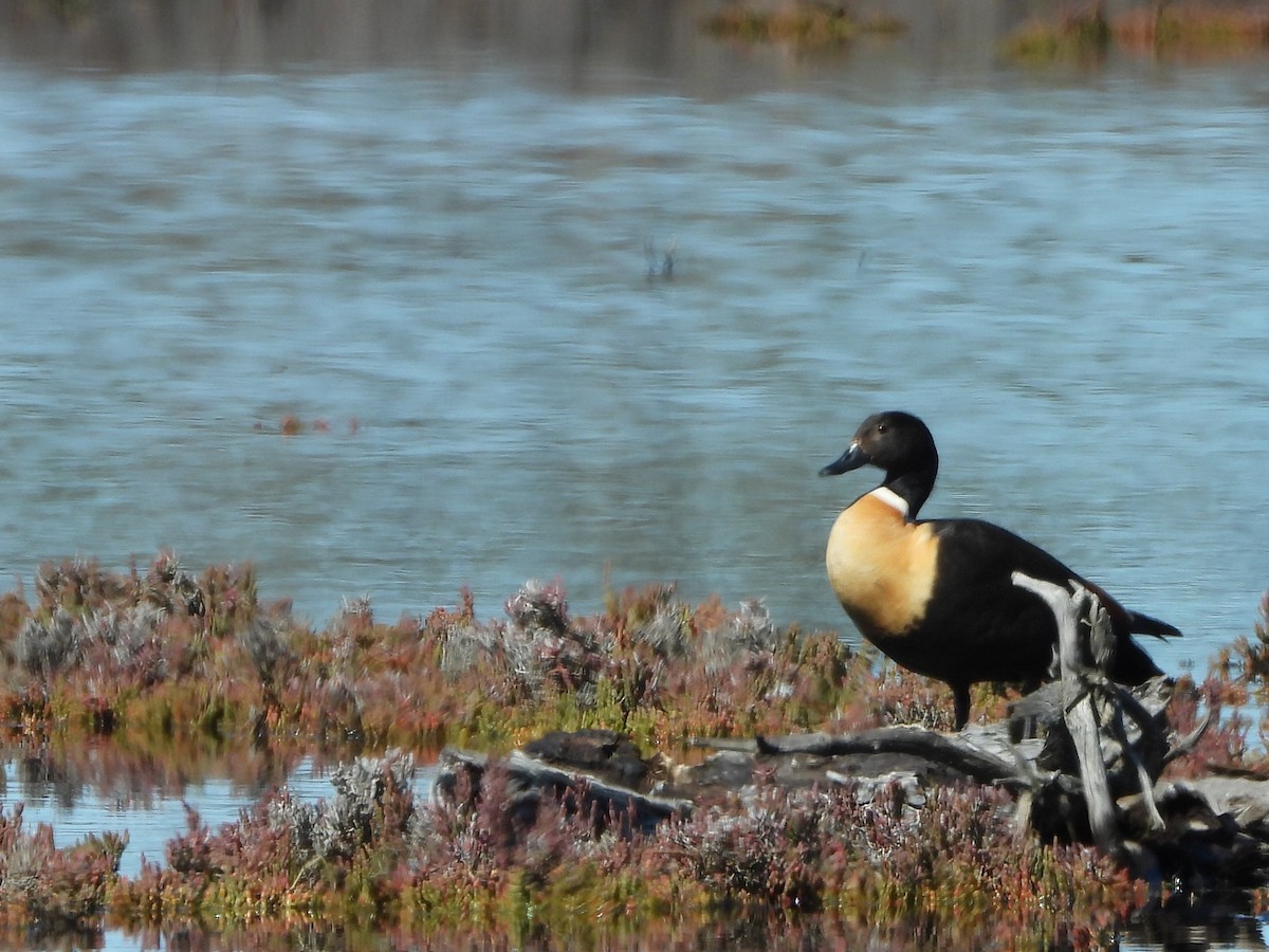 Australian Shelduck - ML646388294