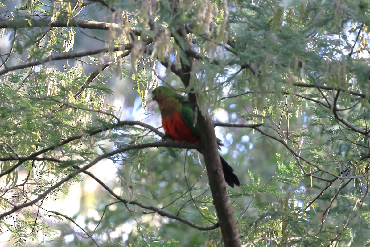 Australian King-Parrot - ML646388295