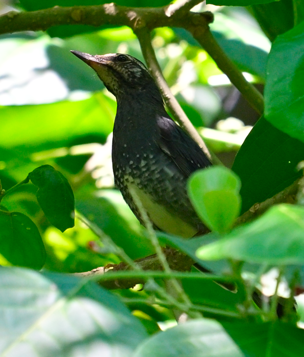 Siberian Thrush - ML646388296