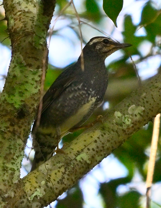 Siberian Thrush - ML646388297