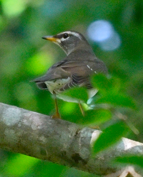 Eyebrowed Thrush - ML646388298