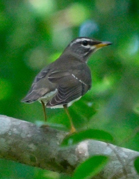 Eyebrowed Thrush - ML646388299