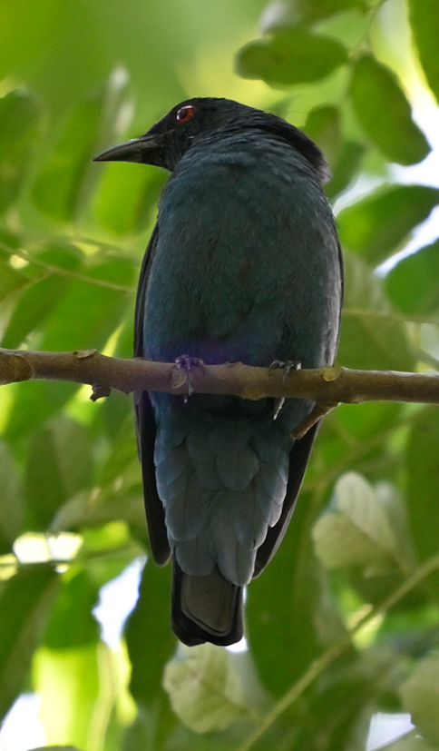 Asian Fairy-bluebird - ML646388302