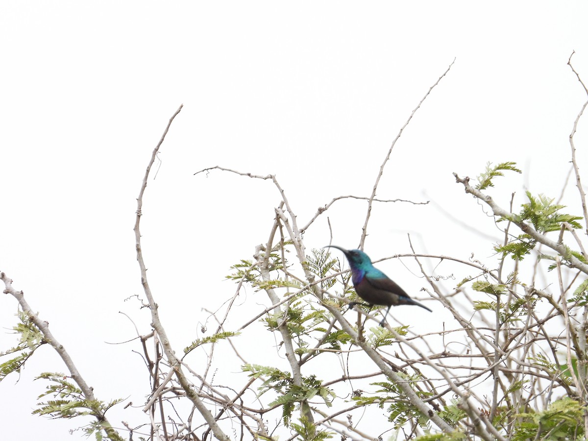 Loten's Sunbird - ML646388304