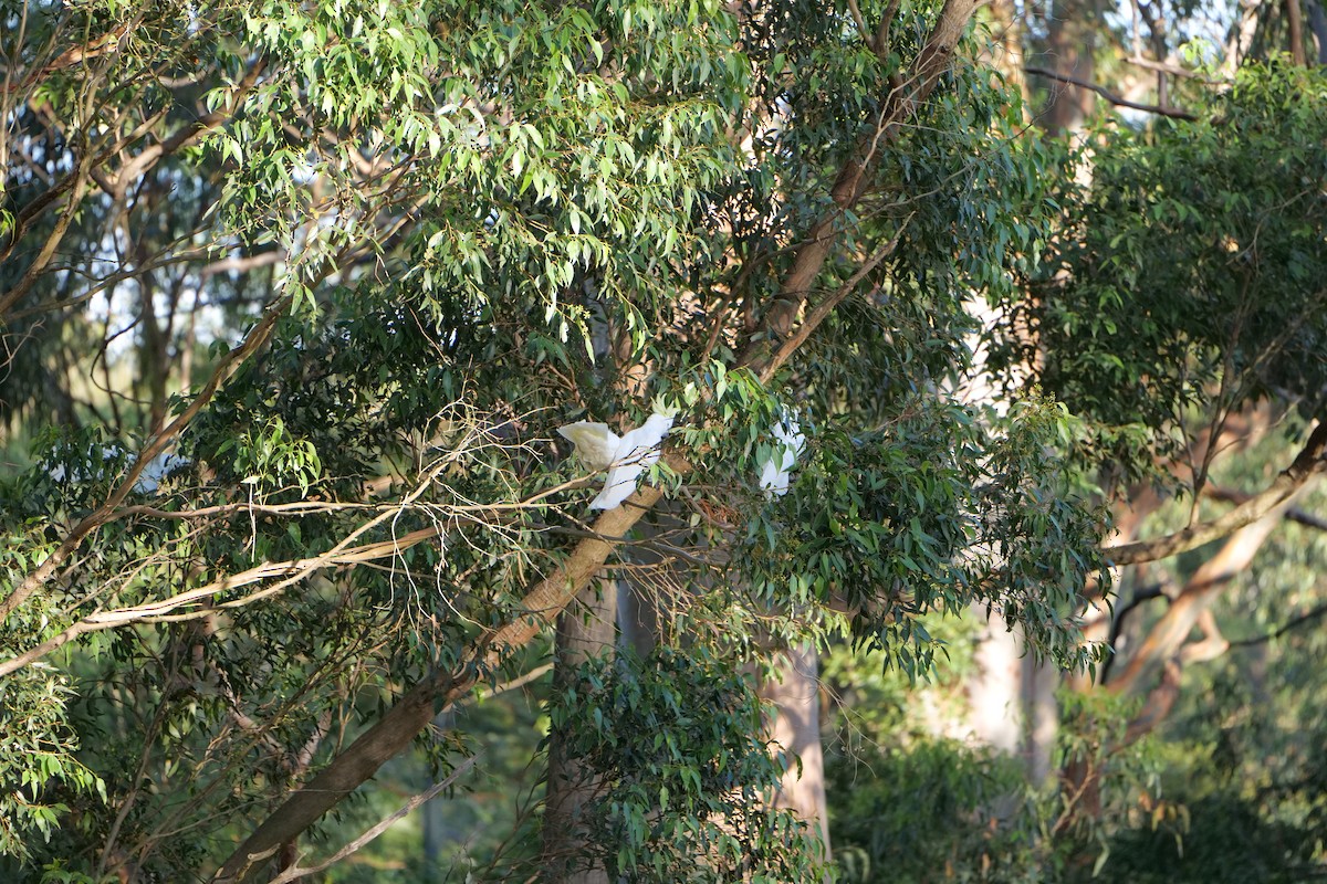 gultoppkakadu - ML646388311