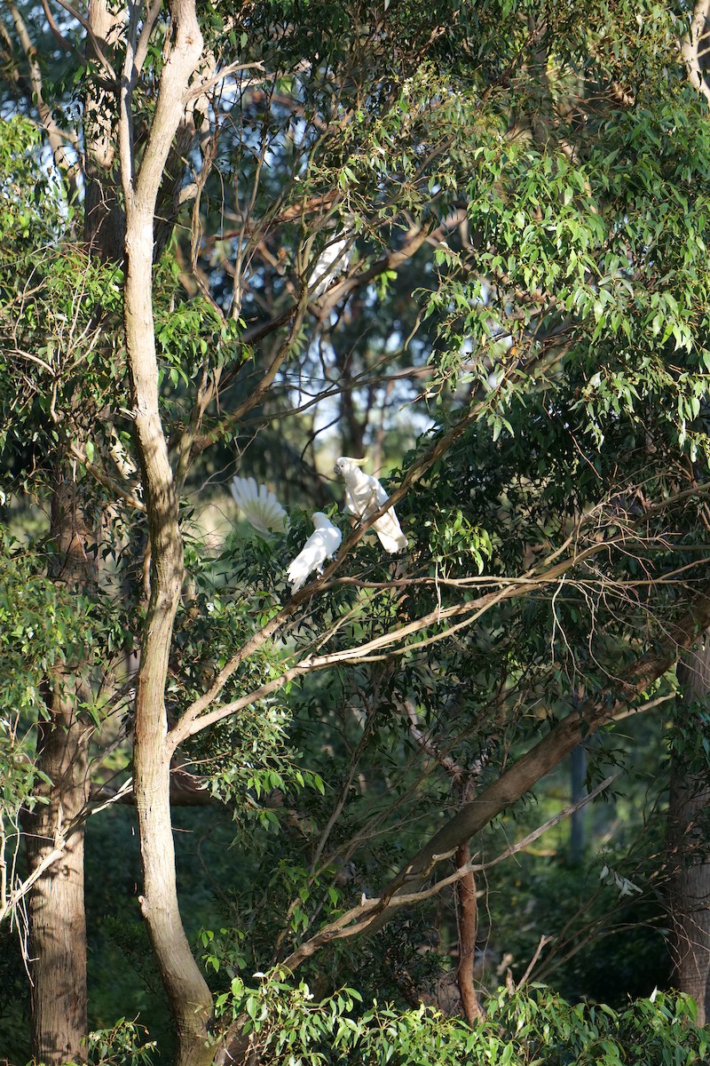 gultoppkakadu - ML646388312