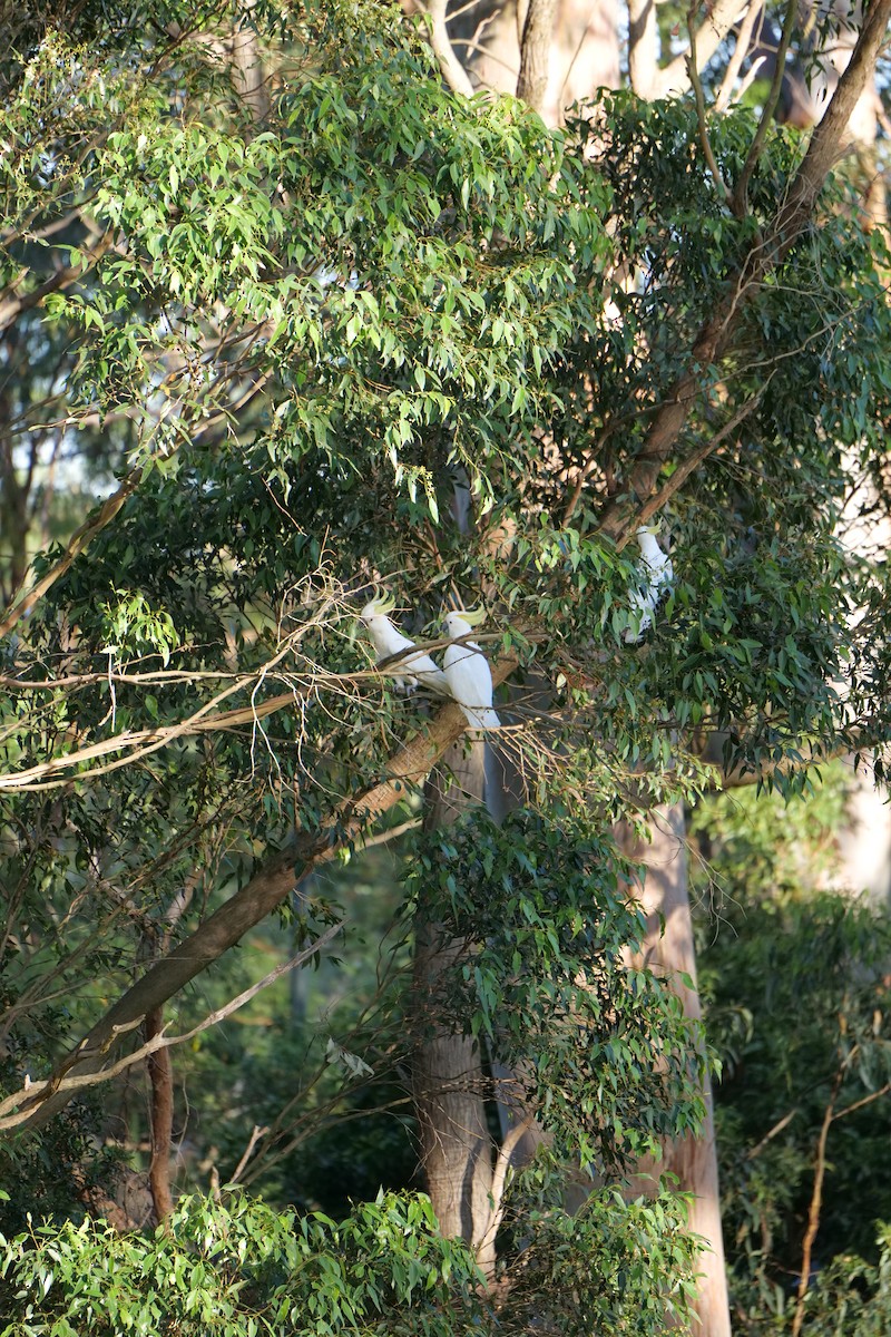 gultoppkakadu - ML646388313