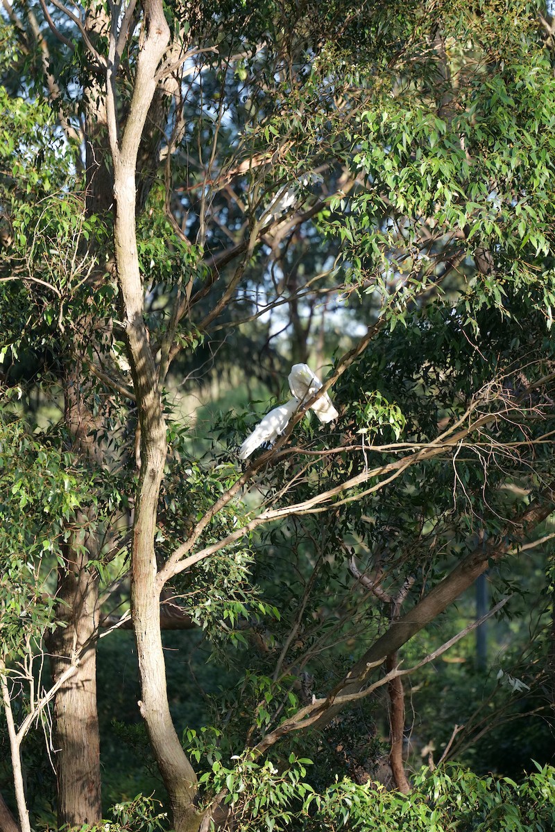 gultoppkakadu - ML646388314