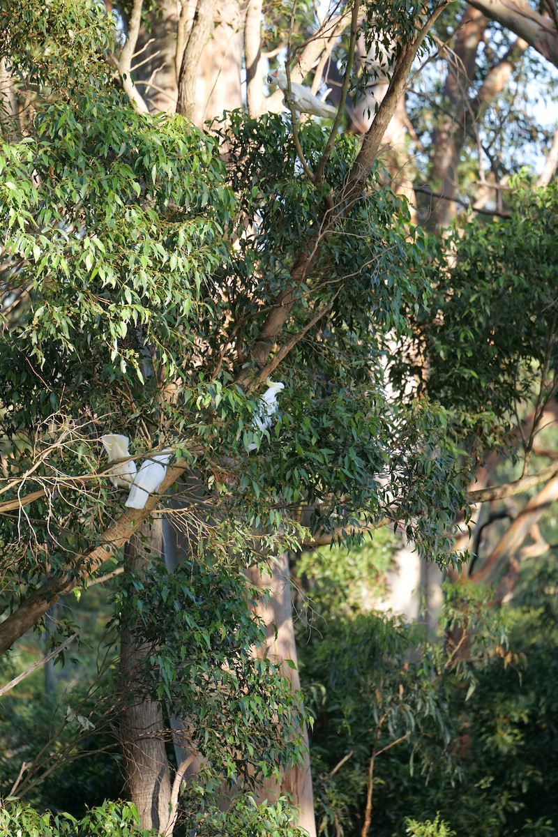 gultoppkakadu - ML646388315