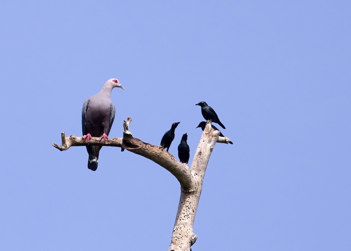 Metallic Starling - ML646388320