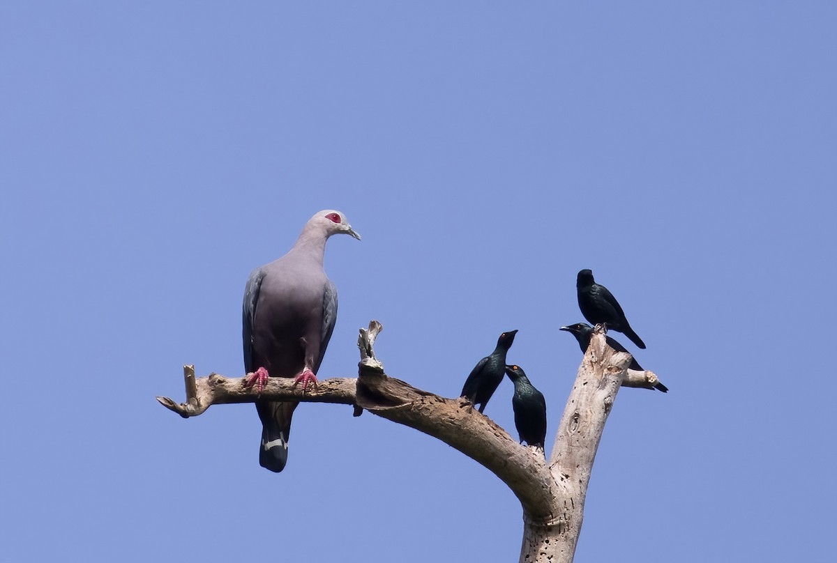 Metallic Starling - ML646388321