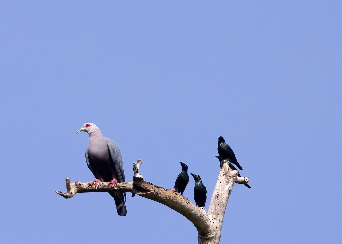 metallstær - ML646388322