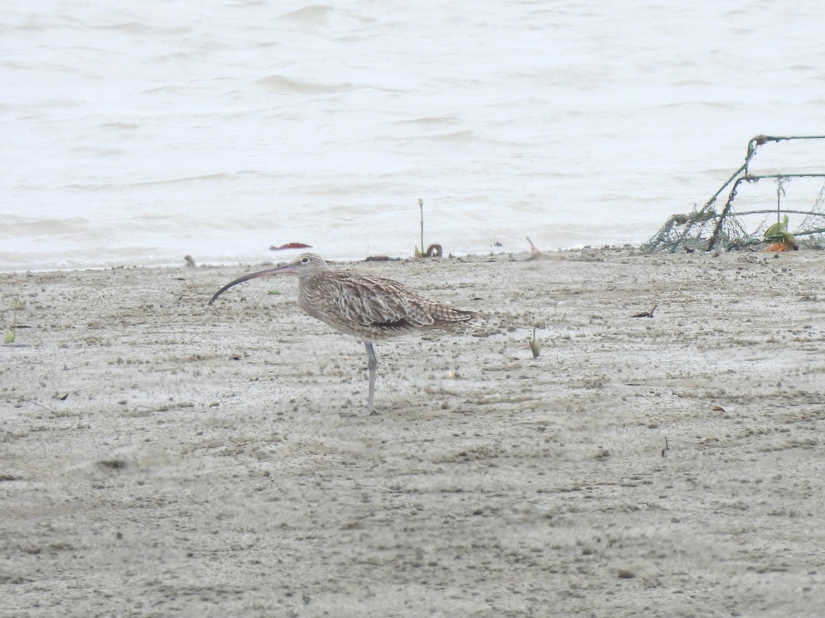 Far Eastern Curlew - ML646388323