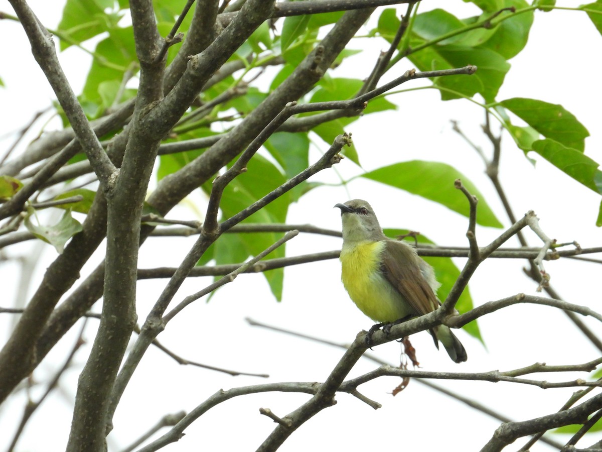 purpurgumpsolfugl - ML646388324