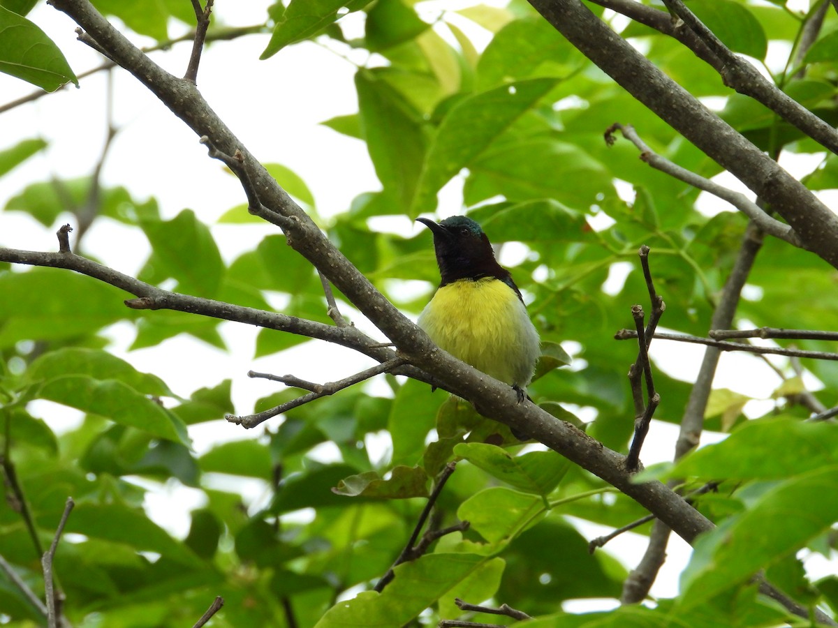 purpurgumpsolfugl - ML646388325