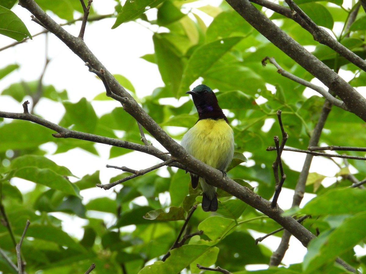 purpurgumpsolfugl - ML646388326