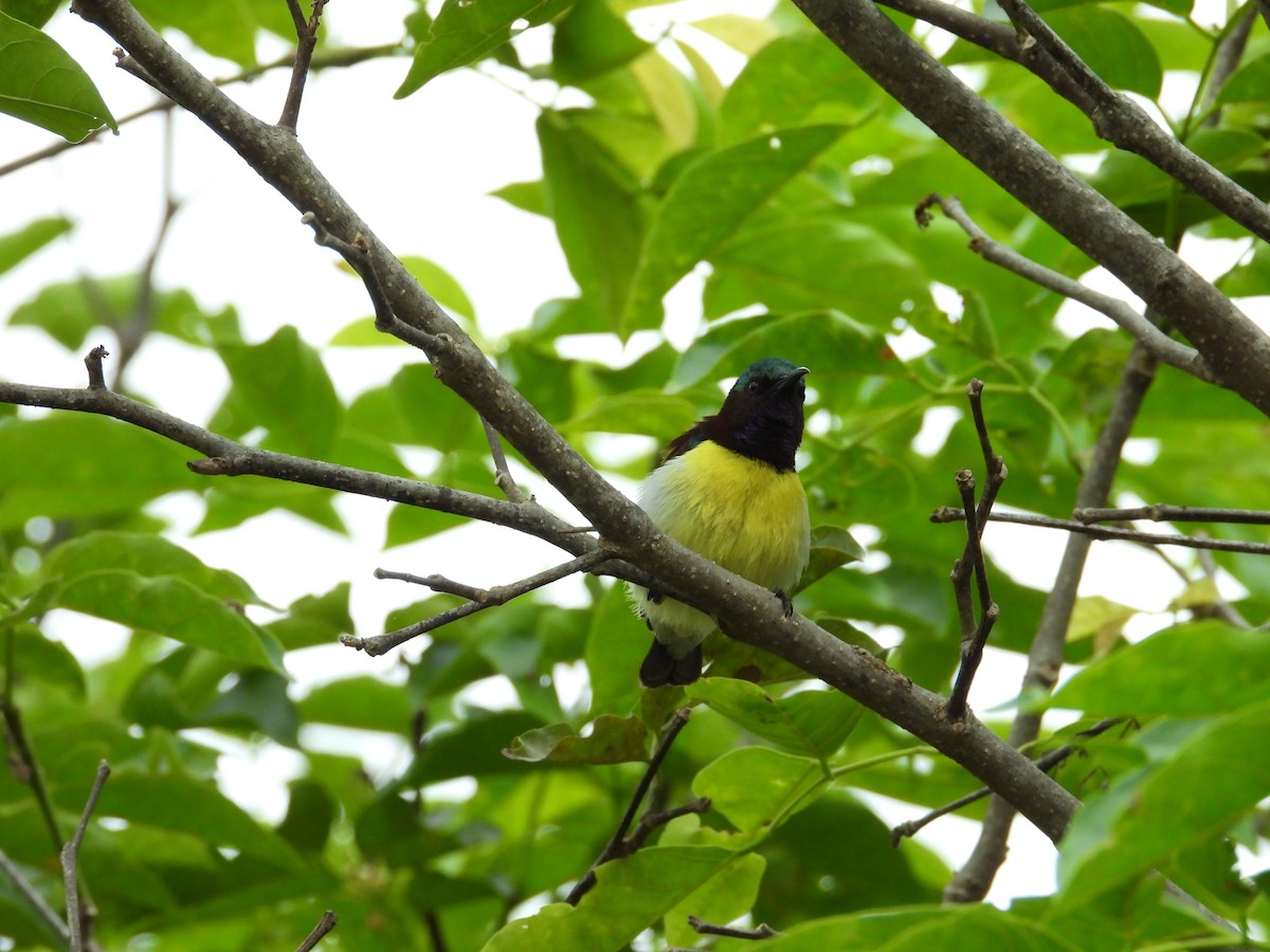 purpurgumpsolfugl - ML646388327