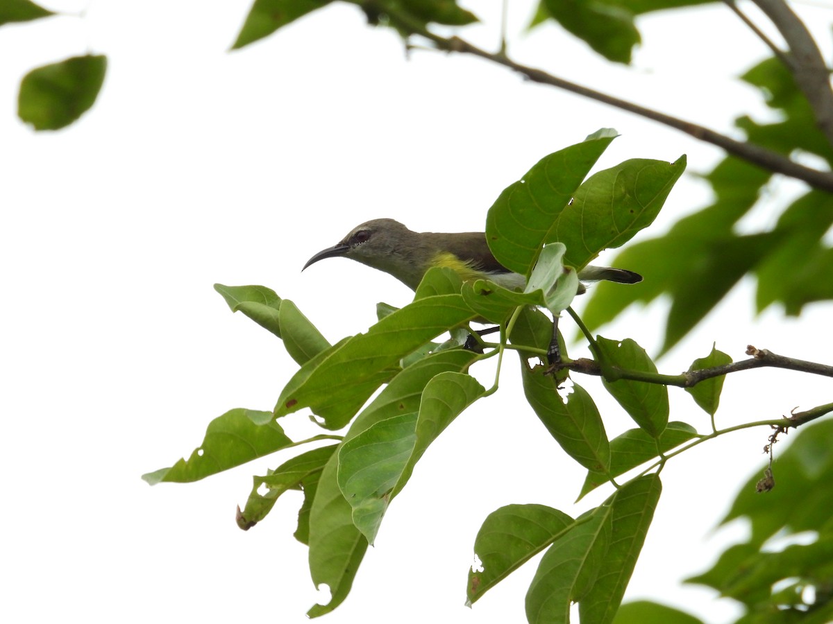 purpurgumpsolfugl - ML646388328