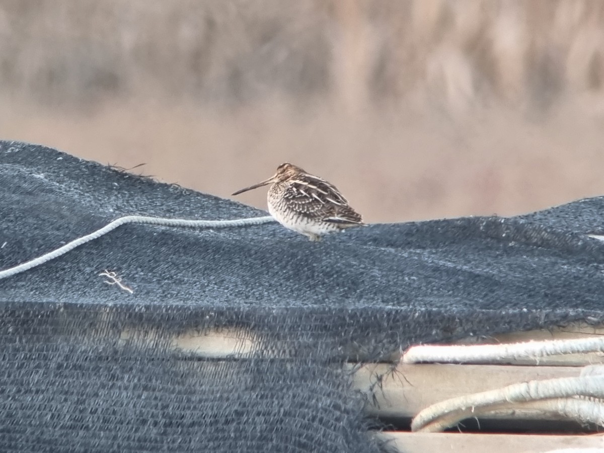 enkeltbekkasin - ML646388329