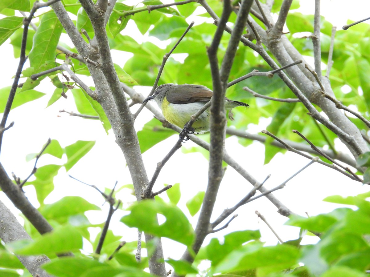 purpurgumpsolfugl - ML646388330