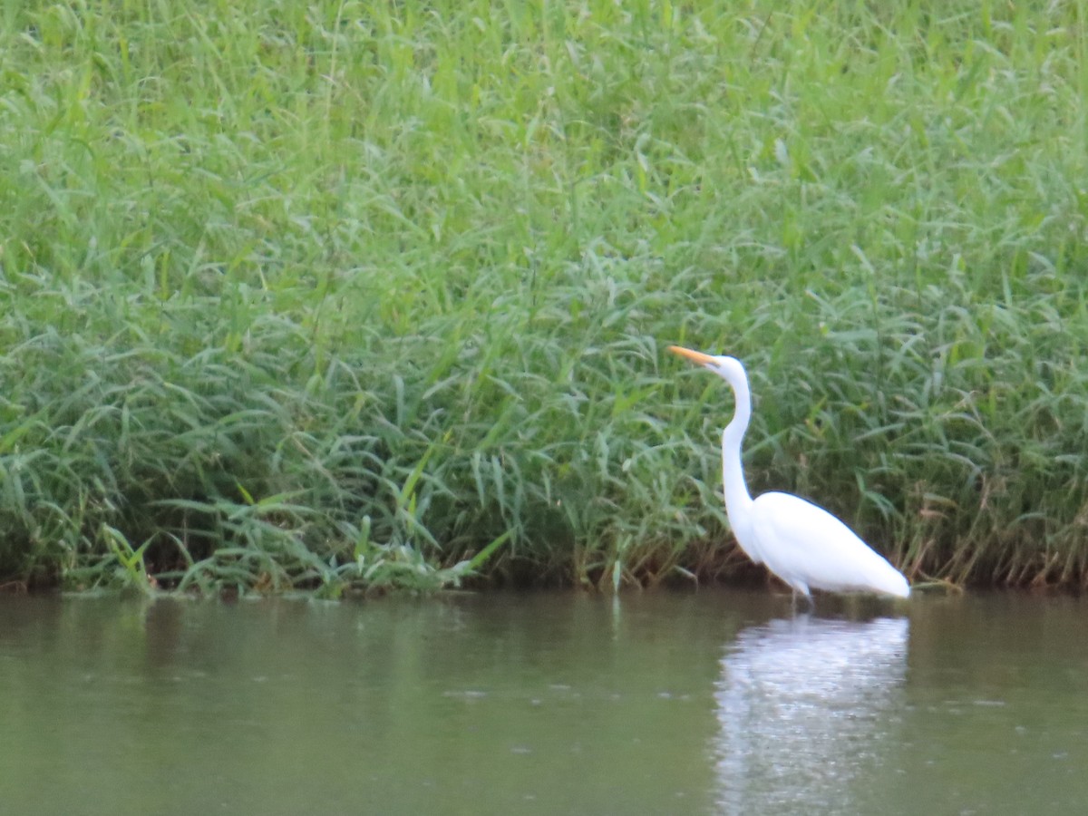 egretthegre - ML646388331