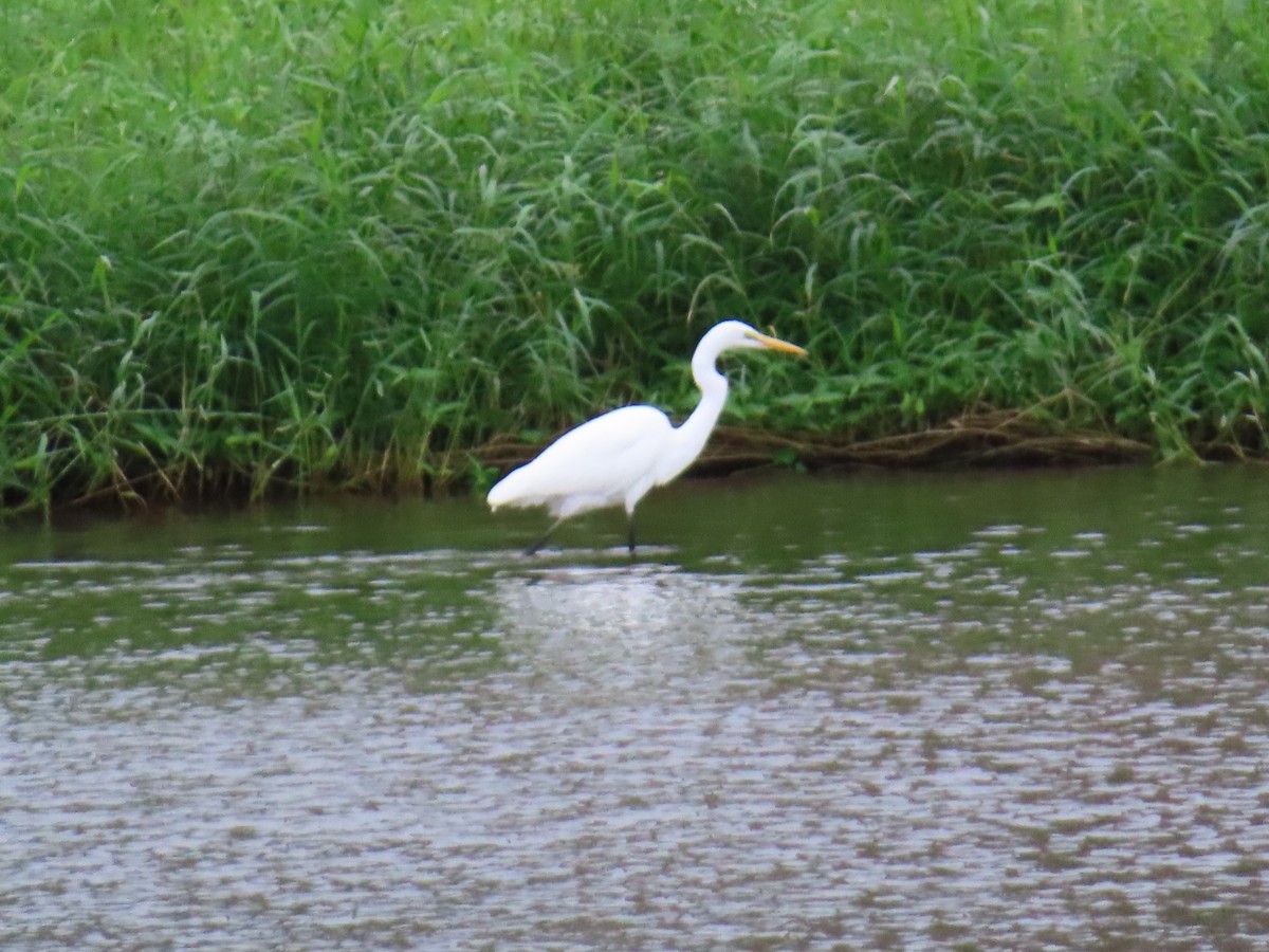 egretthegre - ML646388332