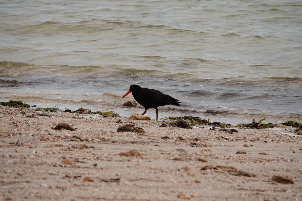 sottjeld - ML646388334