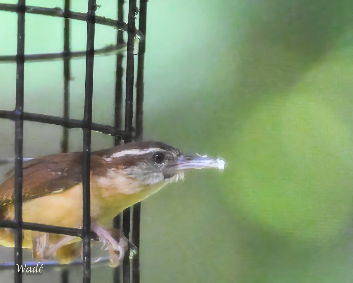 karolinasmett - ML646388335