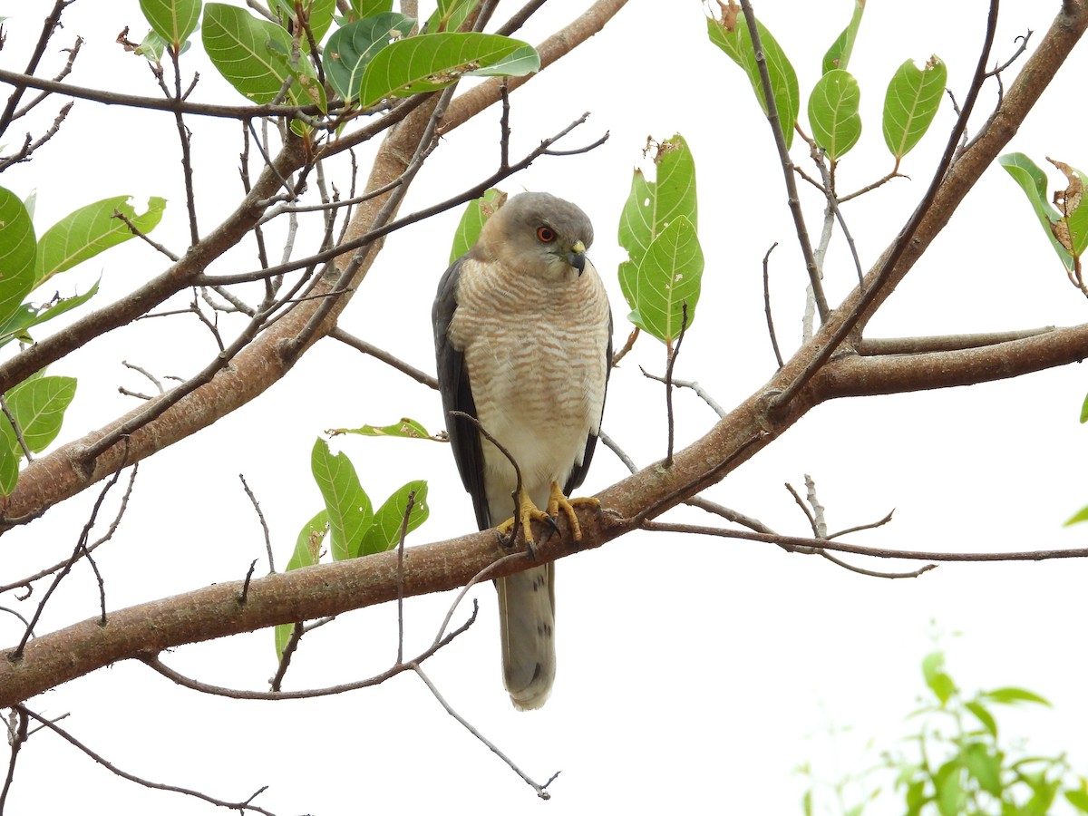 shikrahauk - ML646388336