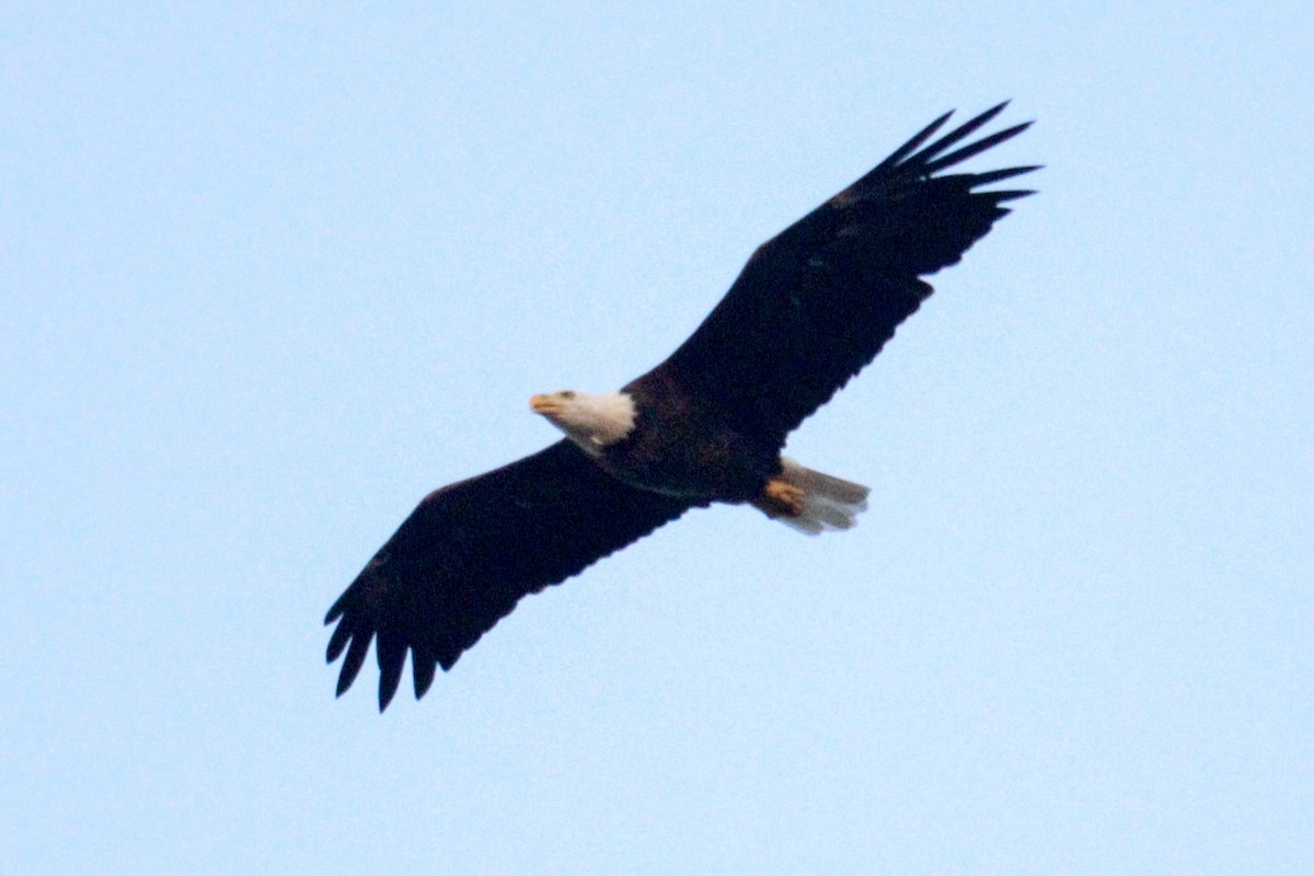 hvithodehavørn - ML646388337