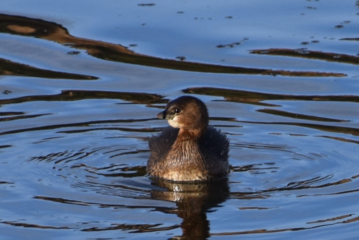 ringnebbdykker - ML646388338