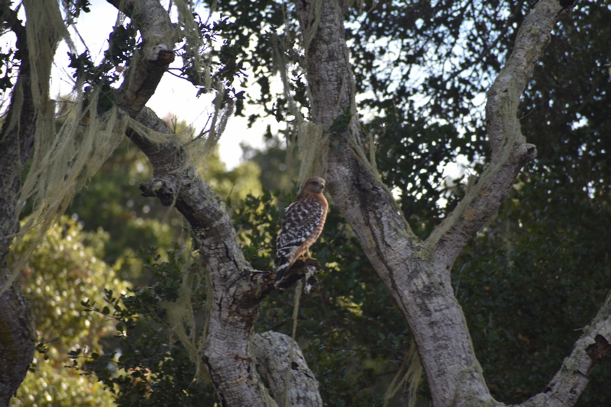 rødvingevåk - ML646388339