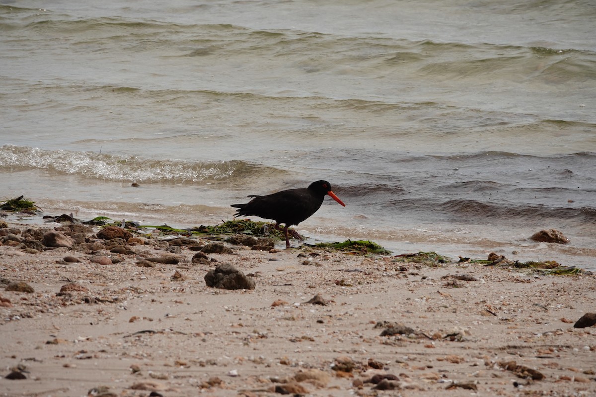 sottjeld - ML646388340