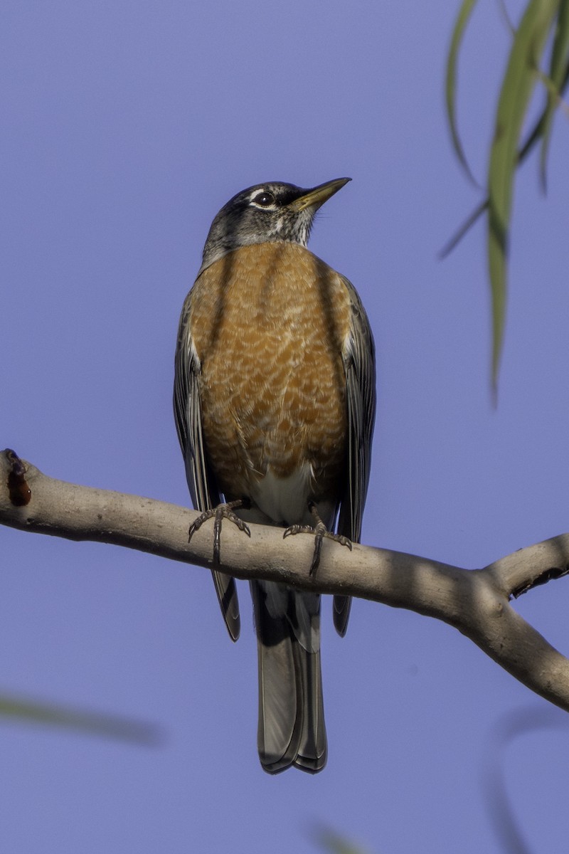 vandretrost - ML646388341