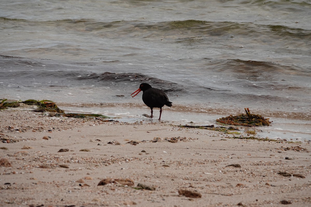 sottjeld - ML646388342