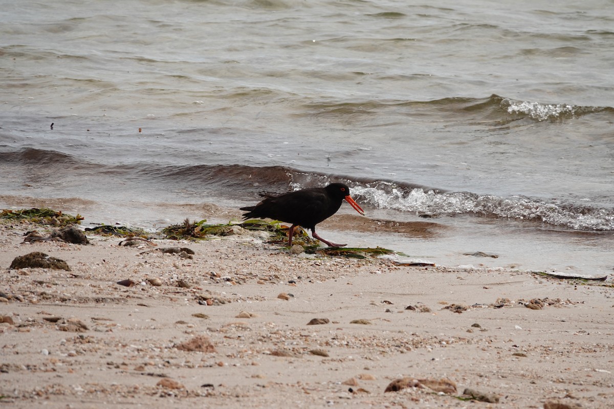 sottjeld - ML646388343