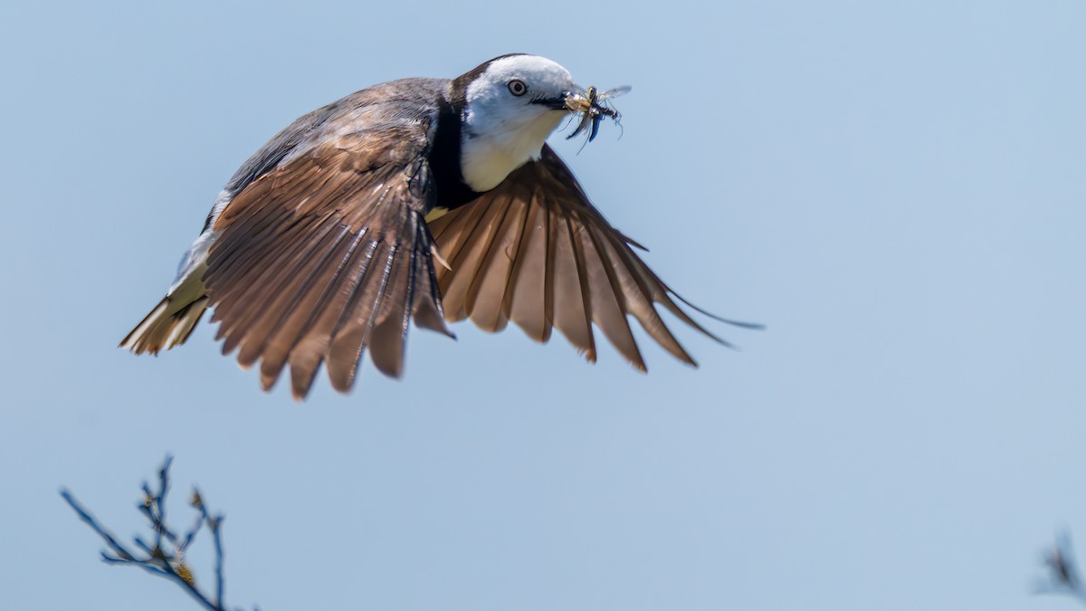 hvithodehonningskvett - ML646388344