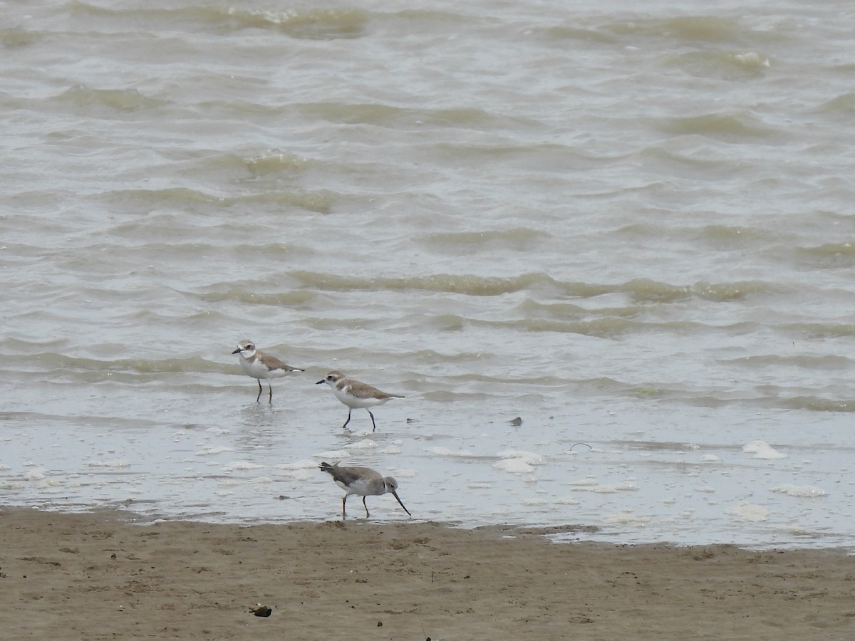 kamtsjatkalo/tibetlo - ML646388345