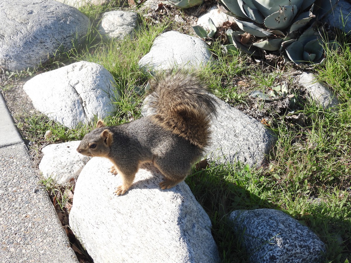 Western Fox Squirrel - ML646388347