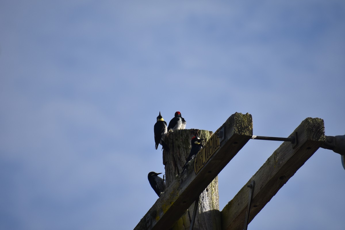 eikespett - ML646388348