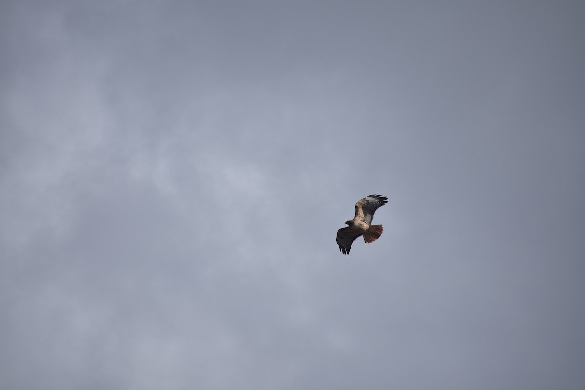 rødstjertvåk - ML646388349