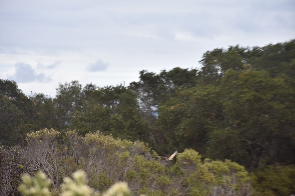 sova americká - ML646388350