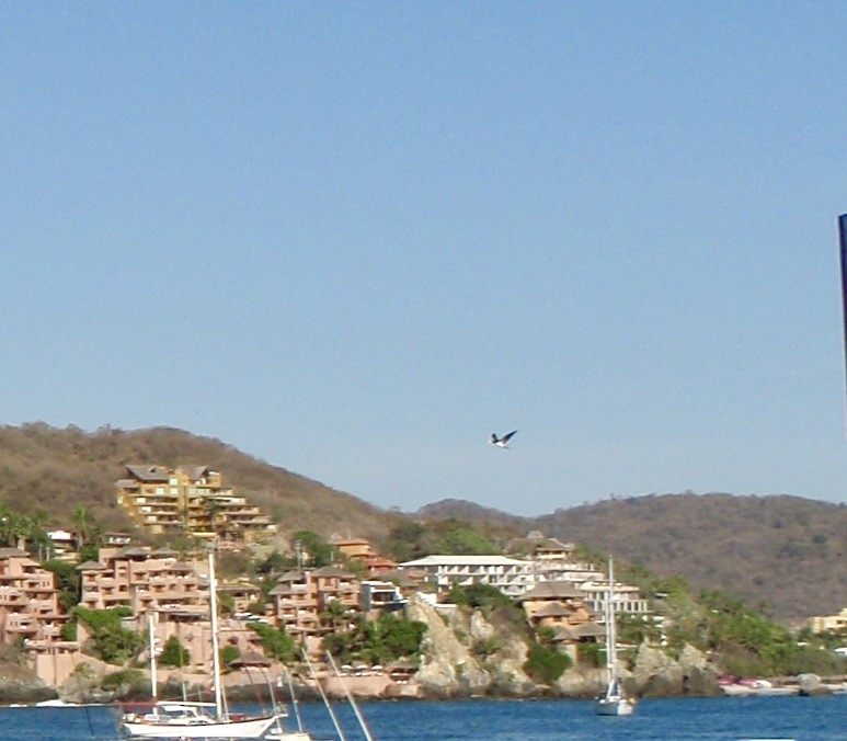 Cocos Booby - ML646388351